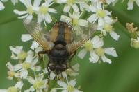 Tachina fera