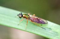 Sargus bipunctatus