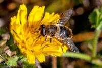Eristalis tenax