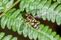 Philhelius pedissequus
