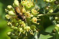 Tachina fera