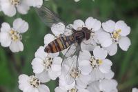 Episyrphus balteatus
