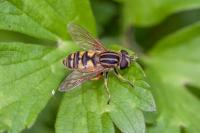 Helophilus pendulus