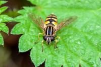 Helophilus pendulus