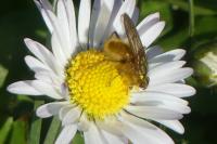 Scathophaga stercoraria