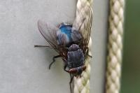 Calliphora vicina