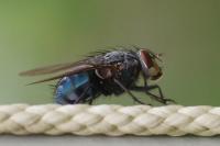 Calliphora vicina