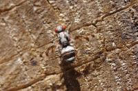 Myennis octopunctata