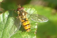 Episyrphus balteatus