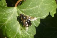 Eristalis tenax