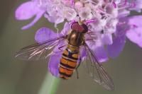 Episyrphus balteatus