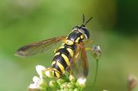 Chrysotoxum intermedium