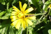 Episyrphus balteatus