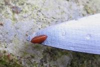 Phytomyza gymnostoma