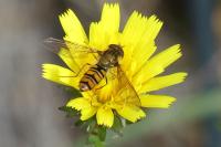 Episyrphus balteatus