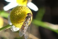 Episyrphus balteatus