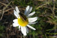 Eupeodes corollae