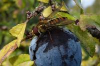Episyrphus balteatus