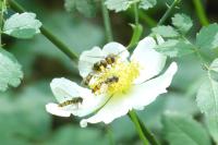 Episyrphus balteatus