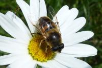 Eristalis tenax