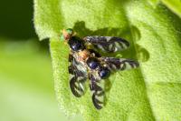 Euleia heraclei