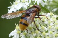 Eristalis tenax