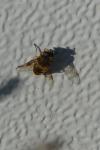 Eristalis tenax
