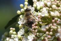 Eristalis tenax