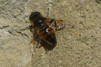 Eristalis tenax