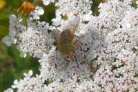Atylotus fulvus