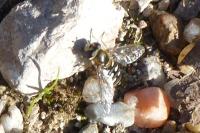 Eupeodes corollae