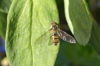 Episyrphus balteatus