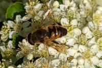 Eristalis tenax