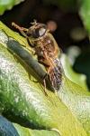 Eristalis pertinax