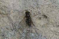 Scaeva selenitica
