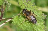 Eristalis tenax