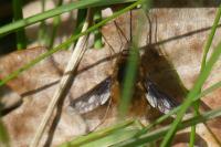 Bombylius major