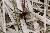 Bombylius major