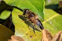 Eristalis pertinax