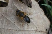 Eristalis tenax