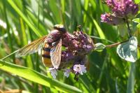 Volucella zonaria