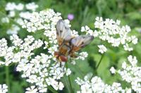 Ectophasia crassipennis