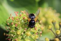 Mesembrina meridiana