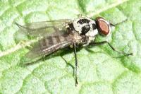 Anthomyia