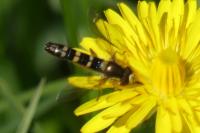 Sphaerophoria scripta