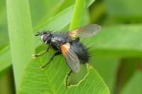 Mesembrina meridiana