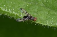 Geomyza tripunctata