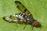 Otites porcus