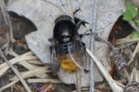 Merodon