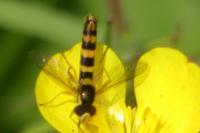 Sphaerophoria scripta